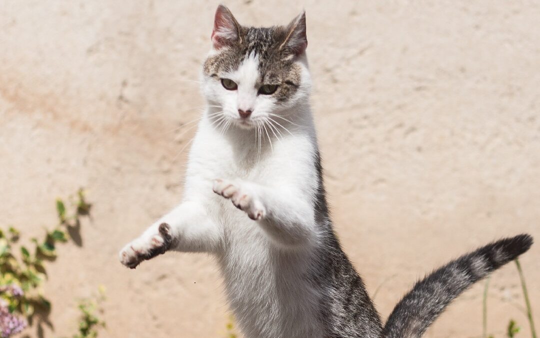 White cat jumping, highlighting why cats love catnip