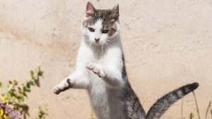 White cat jumping, highlighting why cats love catnip