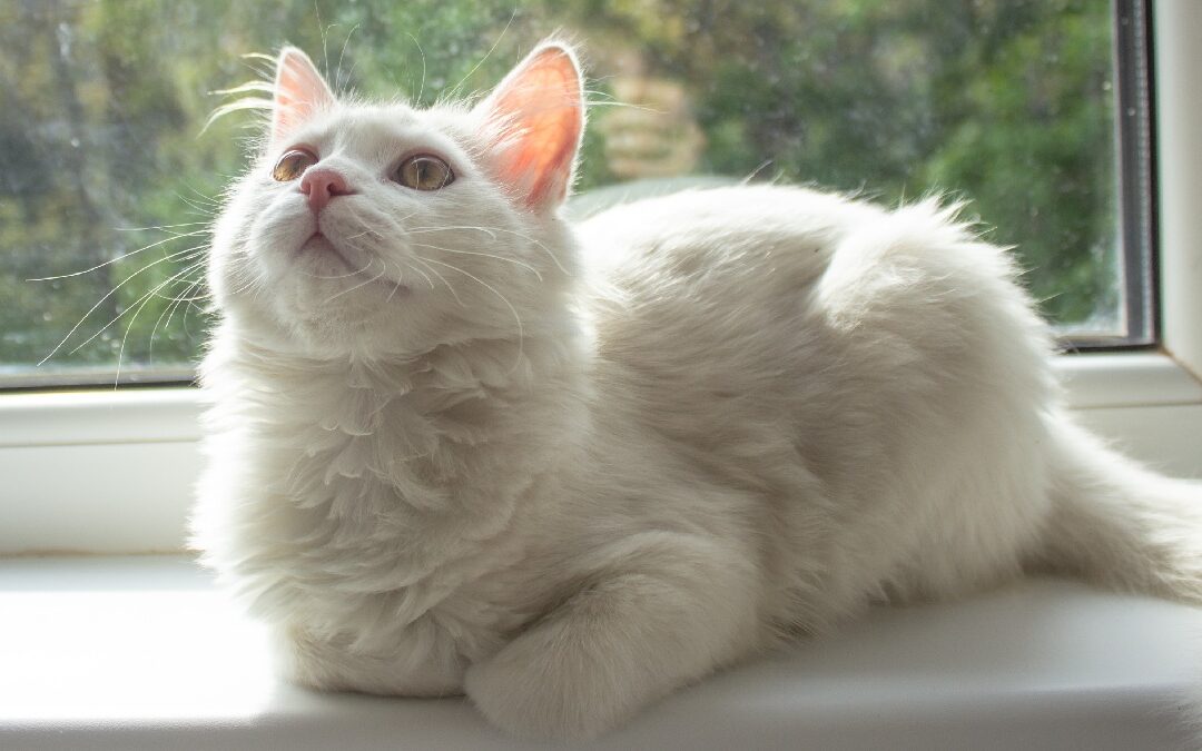 White cat sitting by a window, showing why cats purr