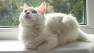 White cat sitting by a window, showing why cats purr