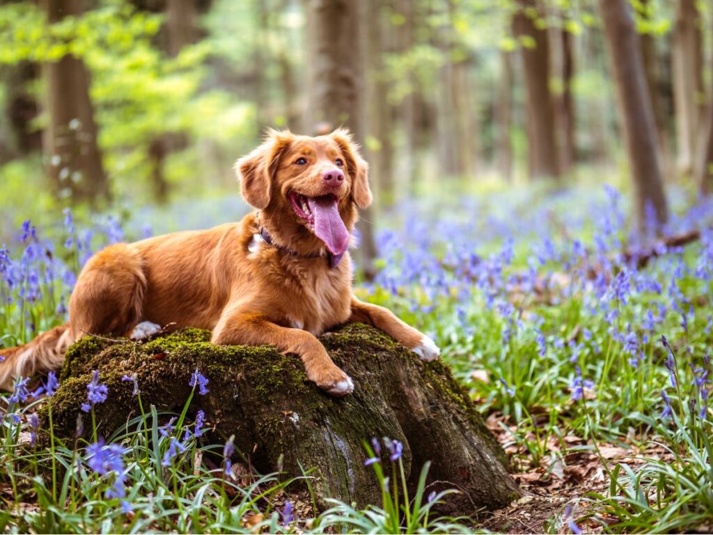 Dog sitting on rock, showing uncoventional jobs for dogs