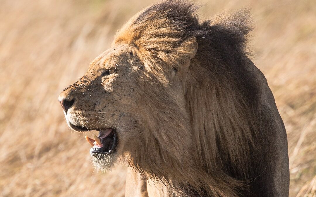 Lion roaring, showing why lions roar and other vocalizations