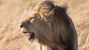Lion roaring, showing why lions roar and other vocalizations