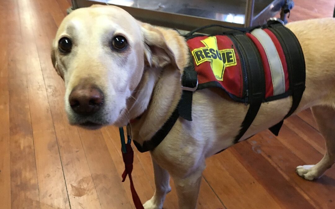 Search and rescue dog, highlighting unconventional jobs for dogs