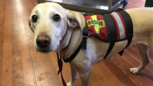 Search and rescue dog, highlighting unconventional jobs for dogs