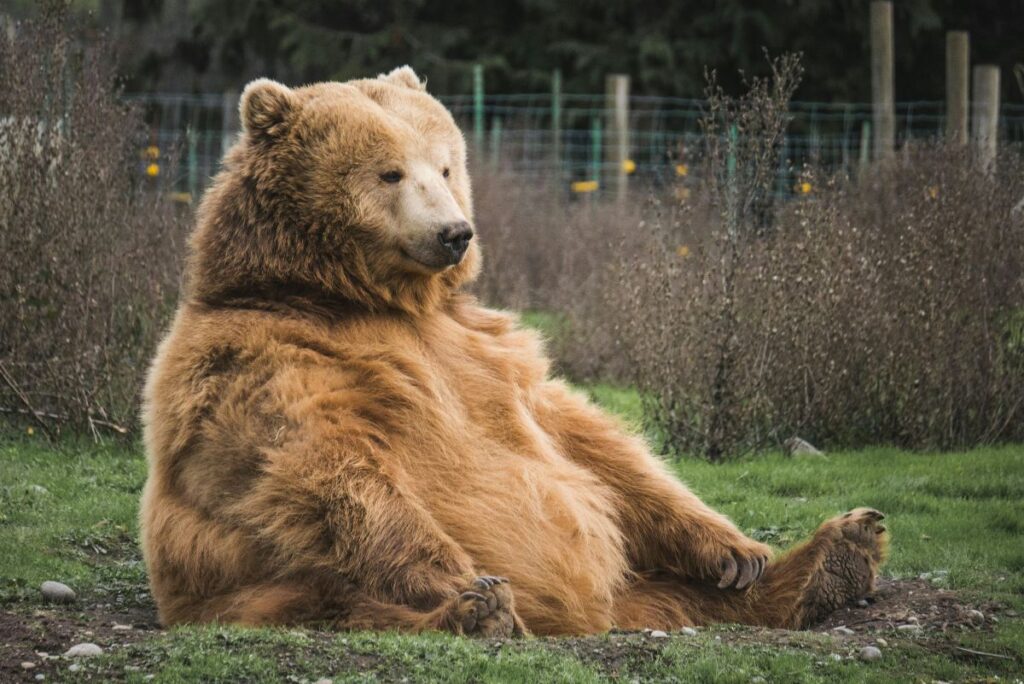 Brown bear sitting in field, highlighting secret lives of city bears