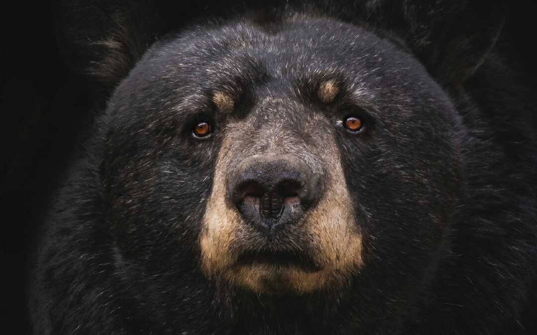 Face of Black bear, highlighting the secret life of city bears