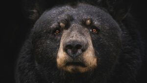 Face of Black bear, highlighting the secret life of city bears