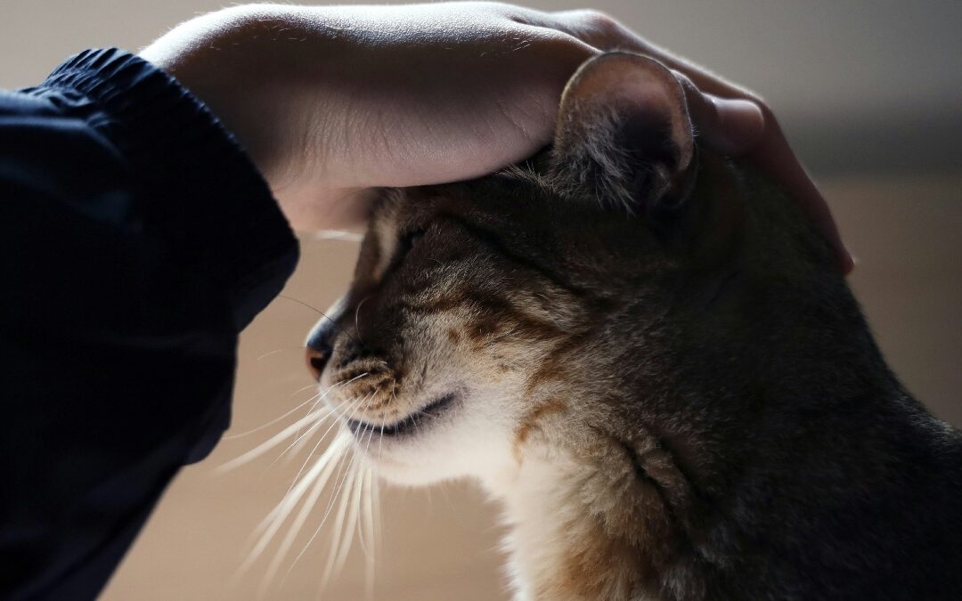 Hand on cat's head, showing how cats improve mental health