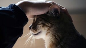 Hand on cat's head, showing how cats improve mental health