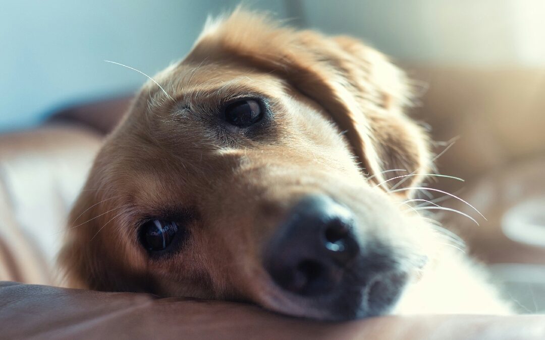 Close-up view of sad dog, showing how to cope with a dying pet