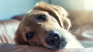 Close-up view of sad dog, showing how to cope with a dying pet