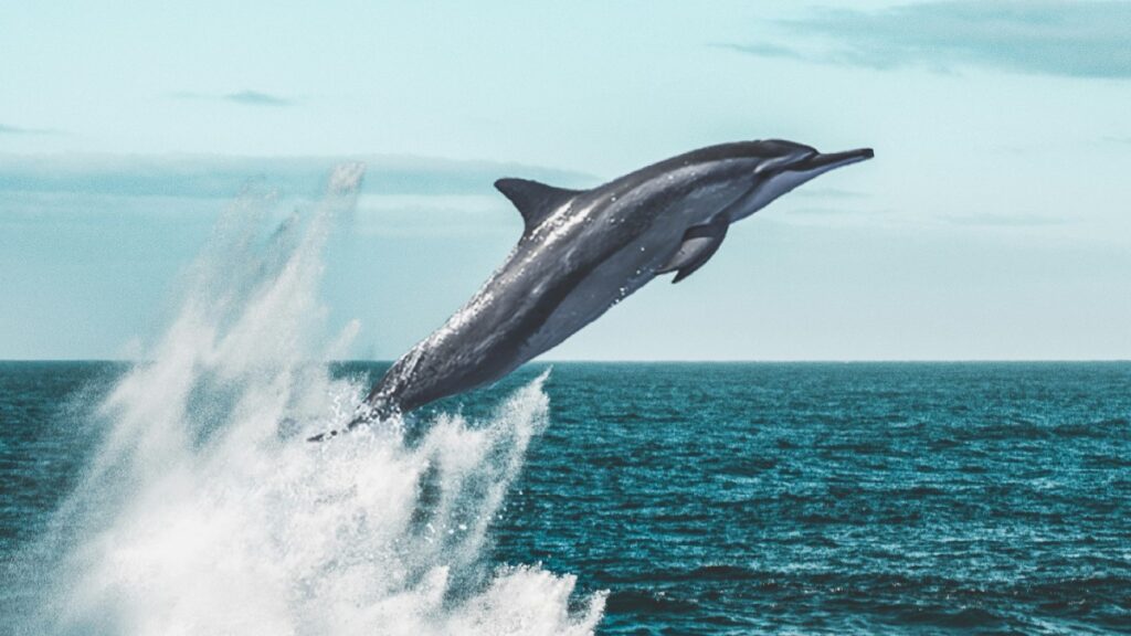 Dolphin jumping out of water, showing intelligence and how smart