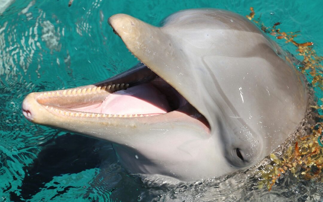 Bottlenose dolphin with mouth open, show its intelligence and how smart