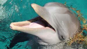 Bottlenose dolphin with mouth open, show its intelligence and how smart