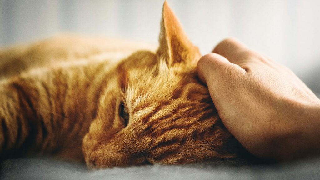 Person petting a cat, showing how to cope with the death of a pet
